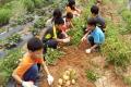 예덕초등학교 학생 활동(감자 수확) 썸네일 이미지
