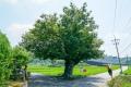 증곡리 느티나무 썸네일 이미지